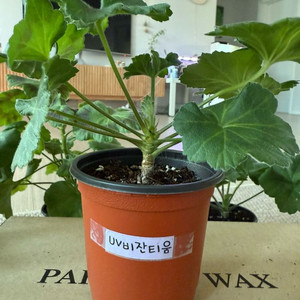 비잔티움 제라늄(개별)