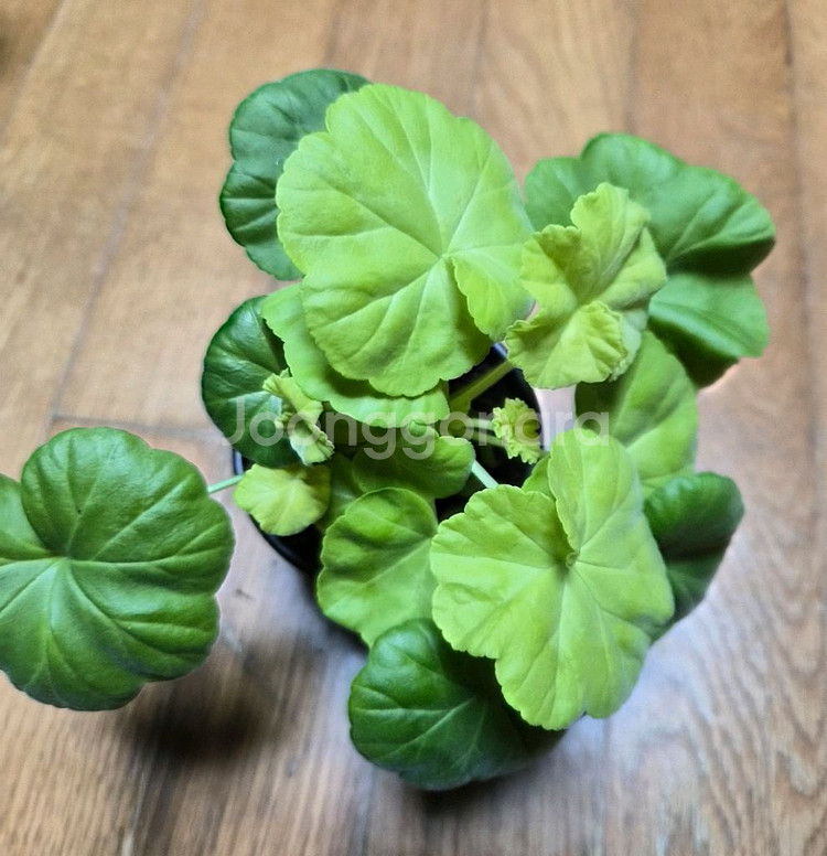 ay패션매직 한국제라늄--0