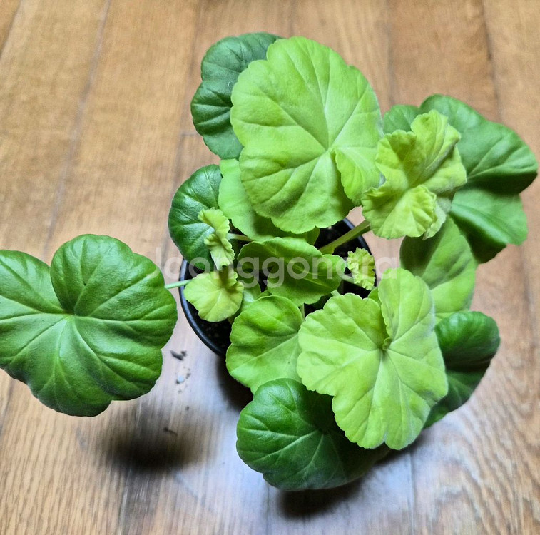 ay패션매직 한국제라늄--2