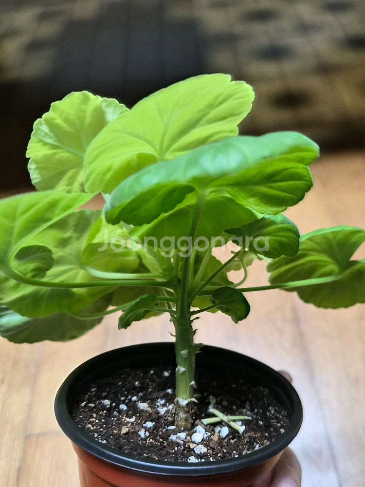 ay패션매직 한국제라늄--1