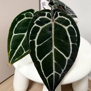 안스리움 닥터블락 미쉘