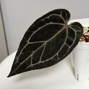 안스리움 자라미쉘x도리토스 (셀렉)