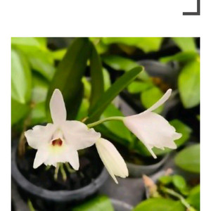 착생란 / Laelia rubescens semi alba