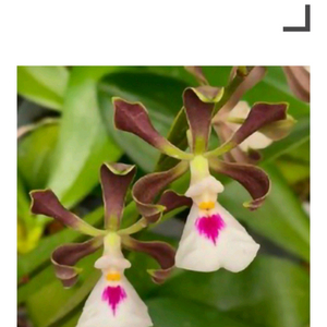착생란 / Encyclia cordigera Hinomaru