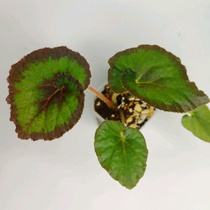 베고니아 하모니로티루스