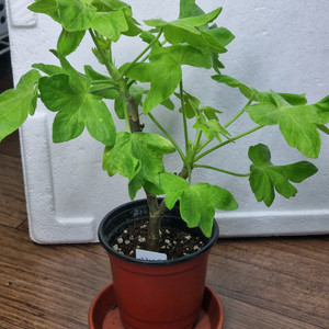 사랑노을 제라늄