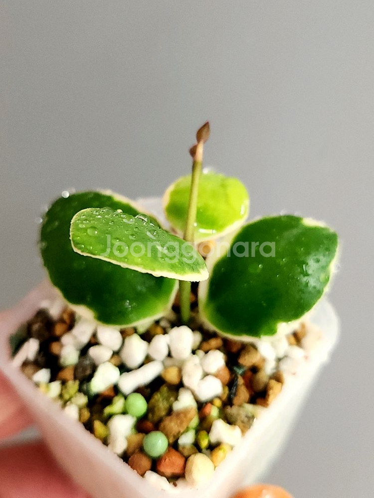 호야 인커블라 알보--0