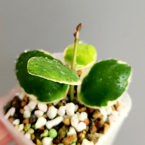 호야 인커블라 알보