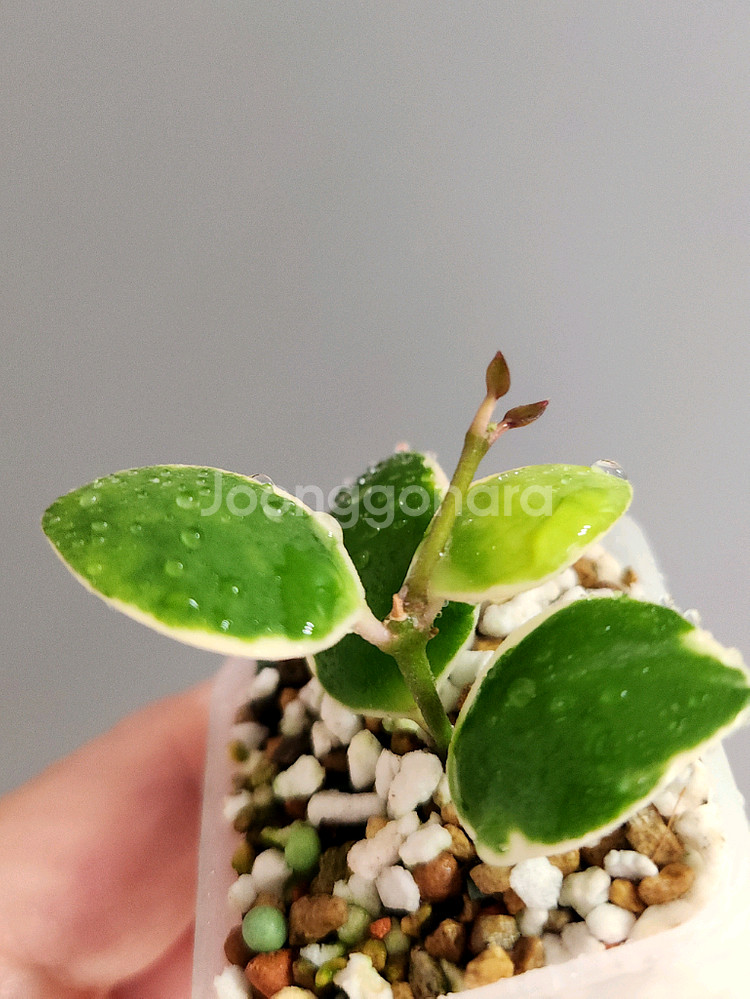 호야 인커블라 알보--1