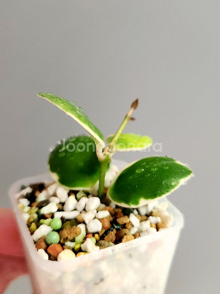 호야 인커블라 알보--2