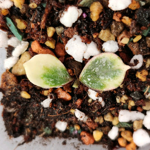 호야 커티시 알보