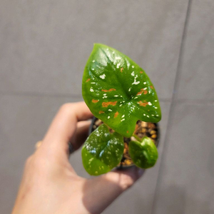 칼라디움 플로리다크라운(억만장자)