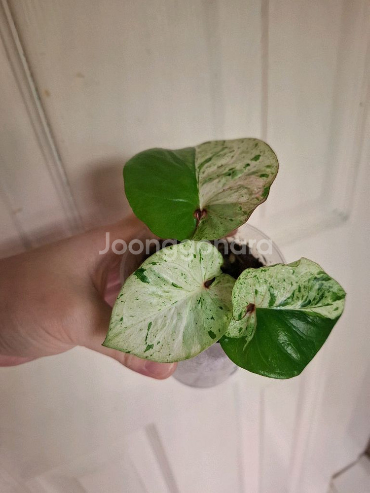 칼라디움 키티마스 택포--0