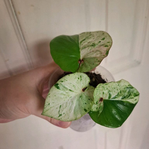 칼라디움 키티마스 택포