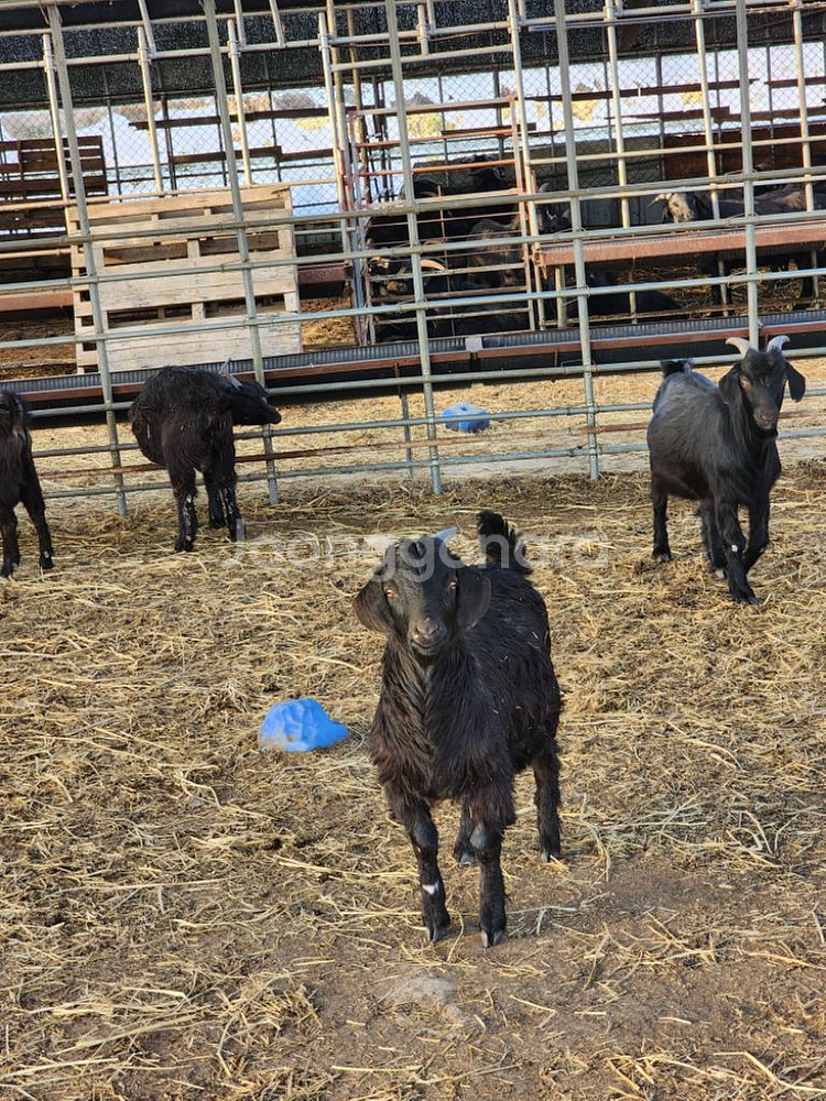 건강원에서 내린 녹용흑염소진액 흑염소즙--3