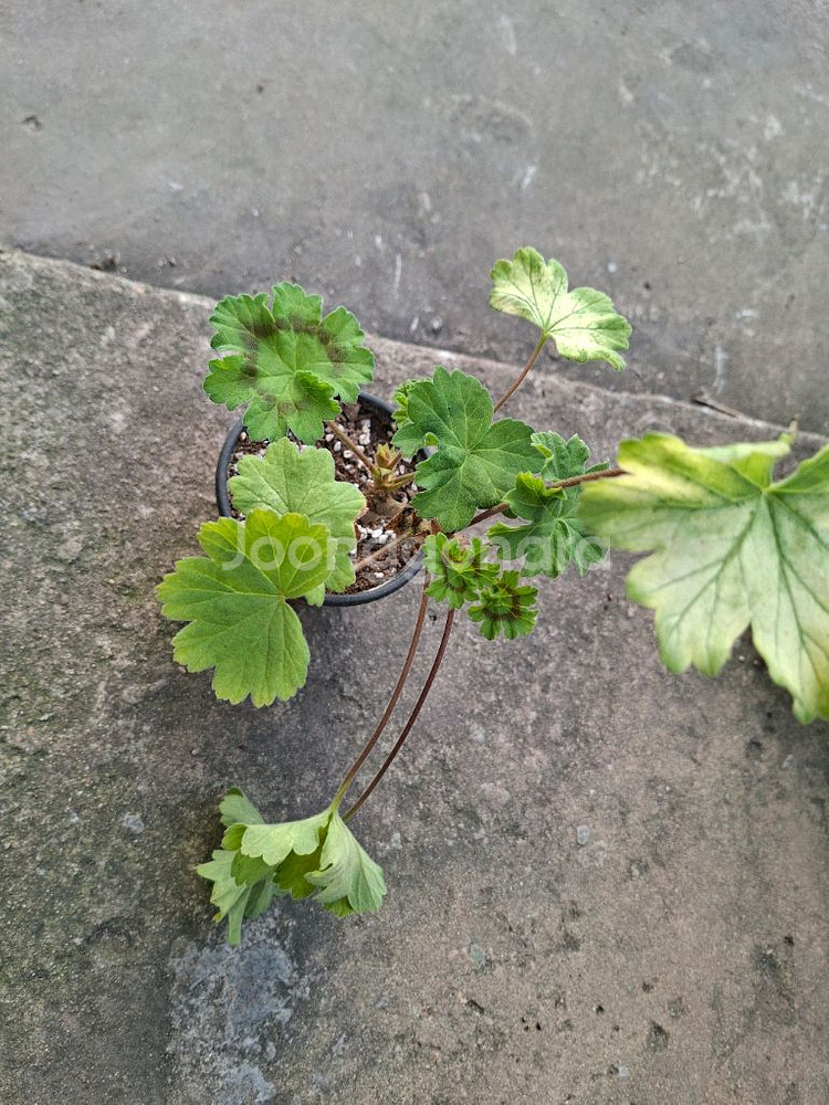 제라늄 레오나갤럭시--1