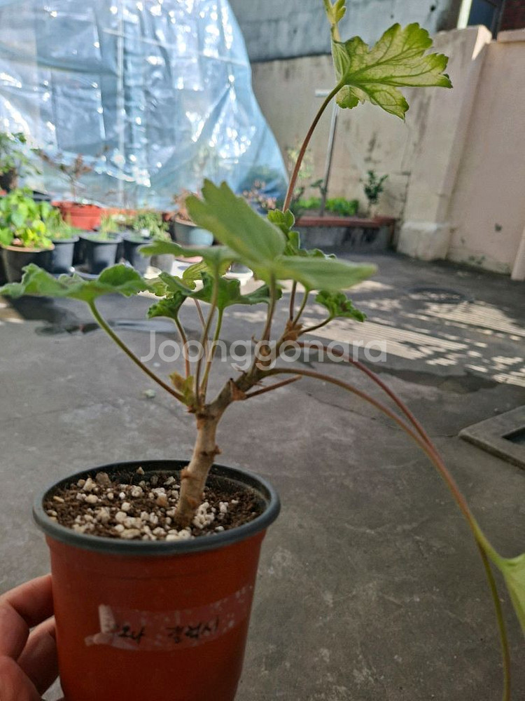 제라늄 레오나갤럭시--2