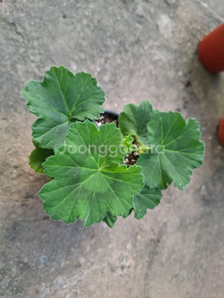 제라늄 심플랄린--1