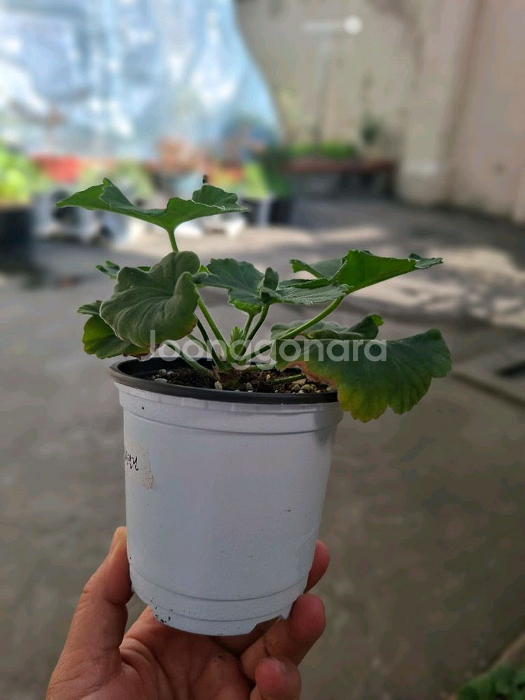 제라늄 심플랄린--2