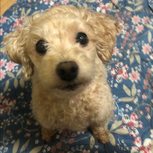 아이폰 14프로 구합니다