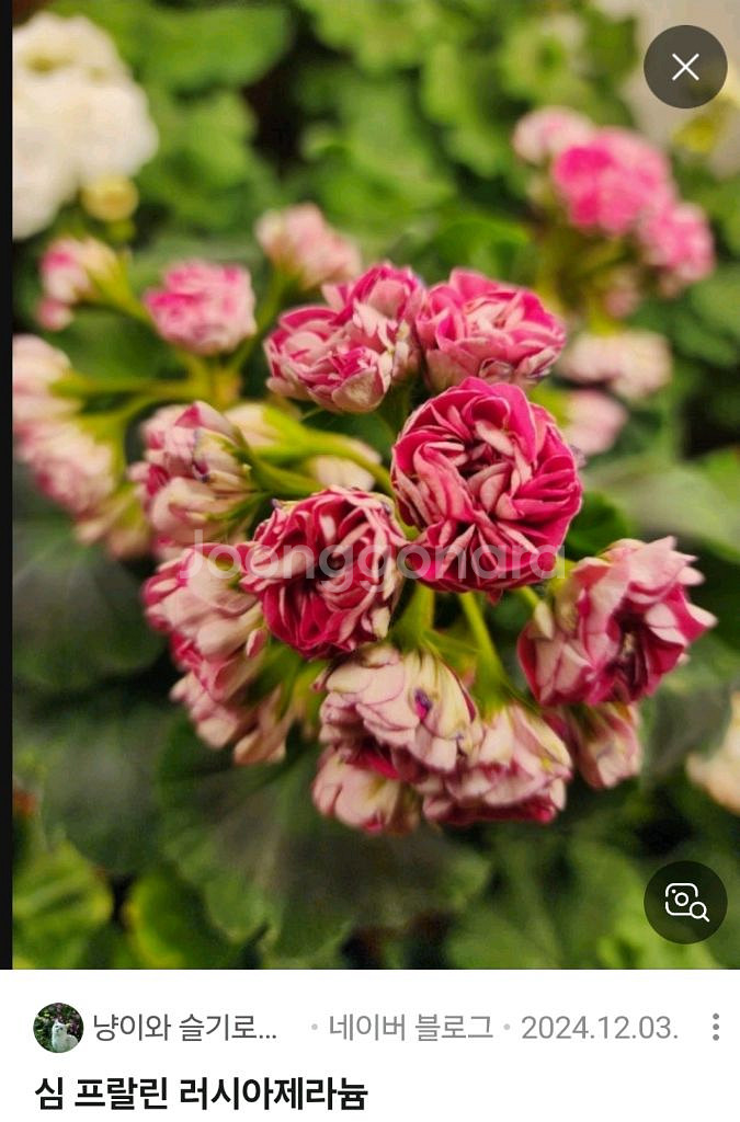 제라늄 심플랄린--0