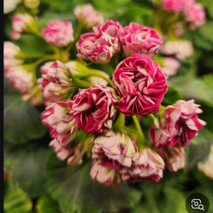 제라늄 심플랄린