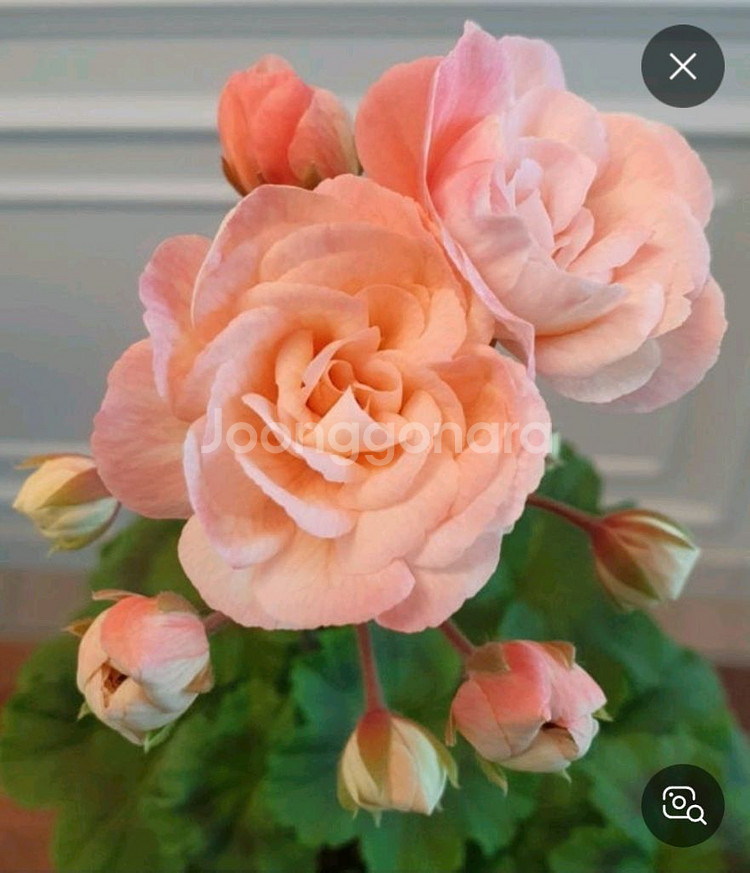 제라늄 레오나갤럭시--0