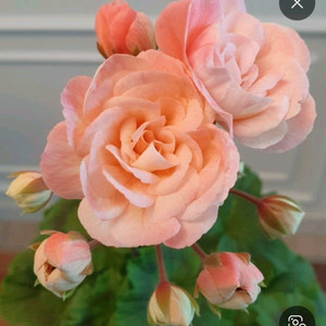 제라늄 레오나갤럭시