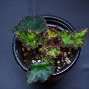 베고니아 젤러스 제브라