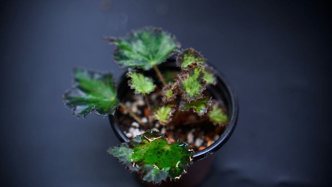 베고니아 젤러스 제브라--2