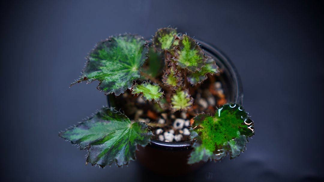 베고니아 젤러스 제브라--1