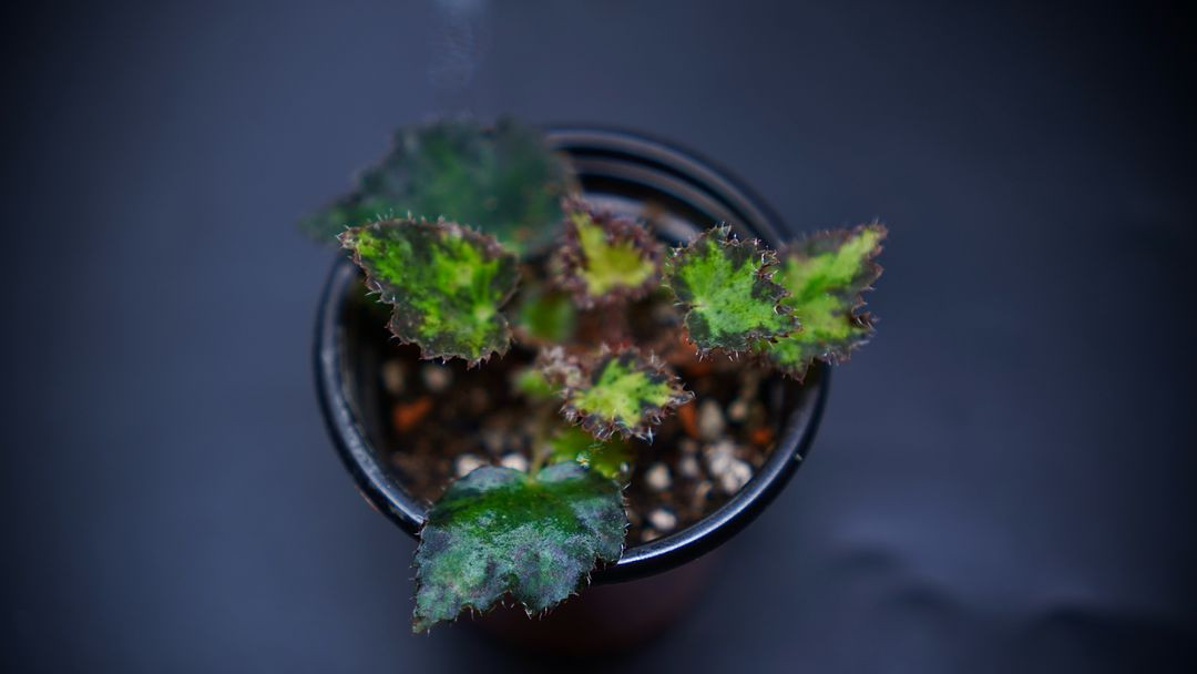 베고니아 젤러스 제브라--3