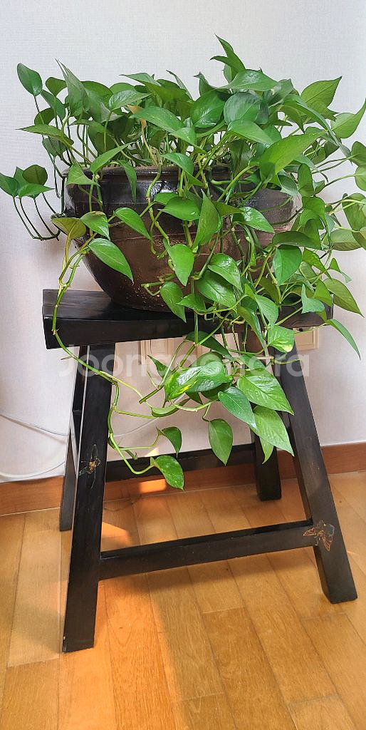 앤틱 우드 나비 문양 의자--4