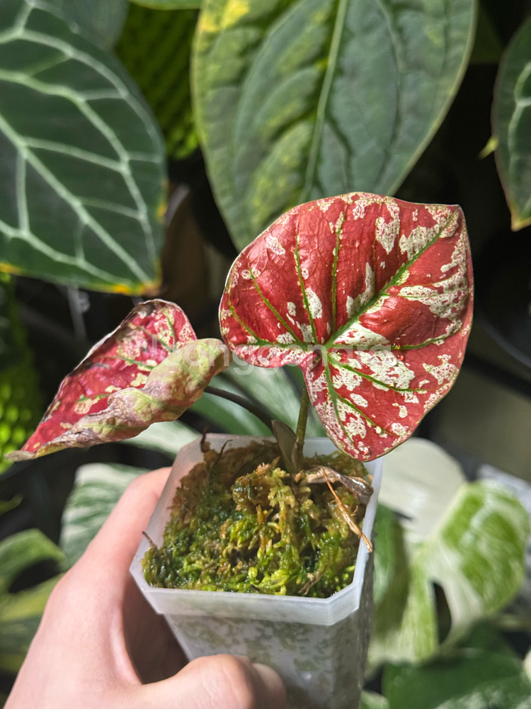 칼라디움 크리스마스(레드탱고)--0