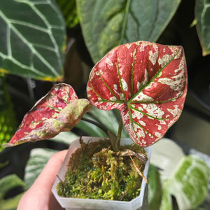 칼라디움 크리스마스(레드탱고)