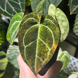 안스리움 크리스탈리넘hb 바리에가타