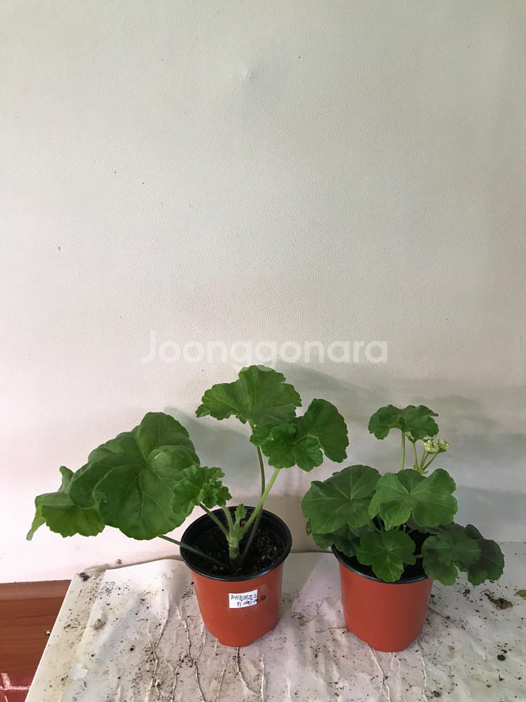 메를레종2 yuz안데르센 러시아 제라늄--0