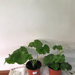 메를레종2 yuz안데르센 러시아 제라늄