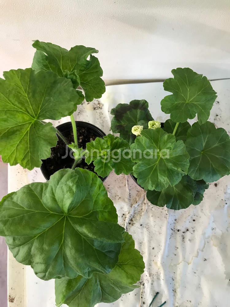 메를레종2 yuz안데르센 러시아 제라늄--5