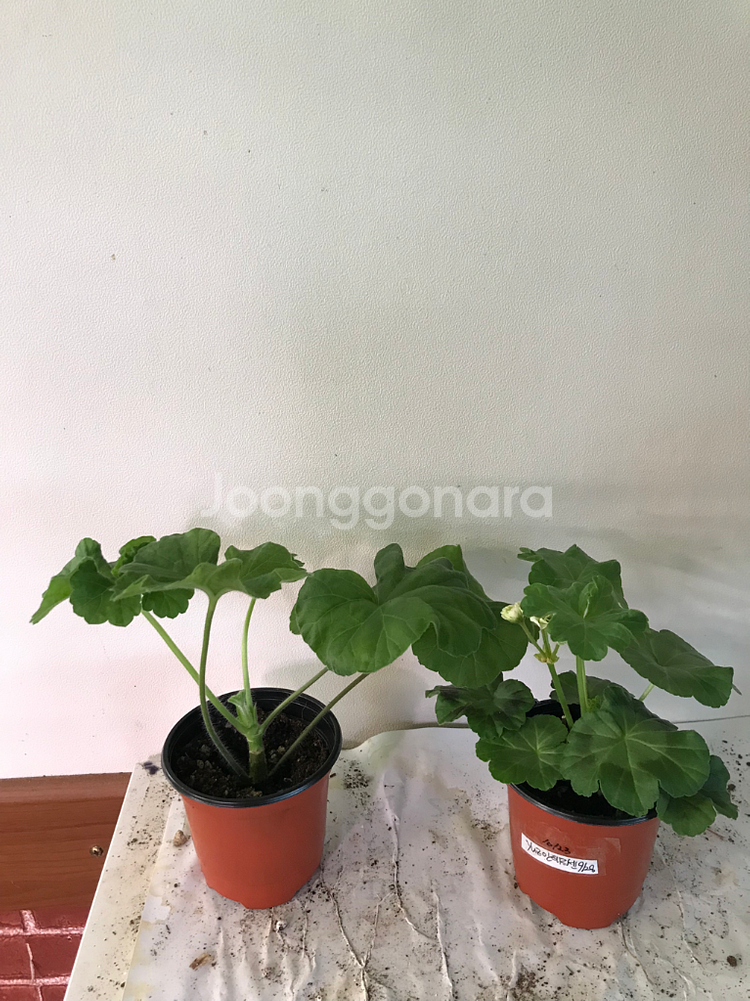 메를레종2 yuz안데르센 러시아 제라늄--1