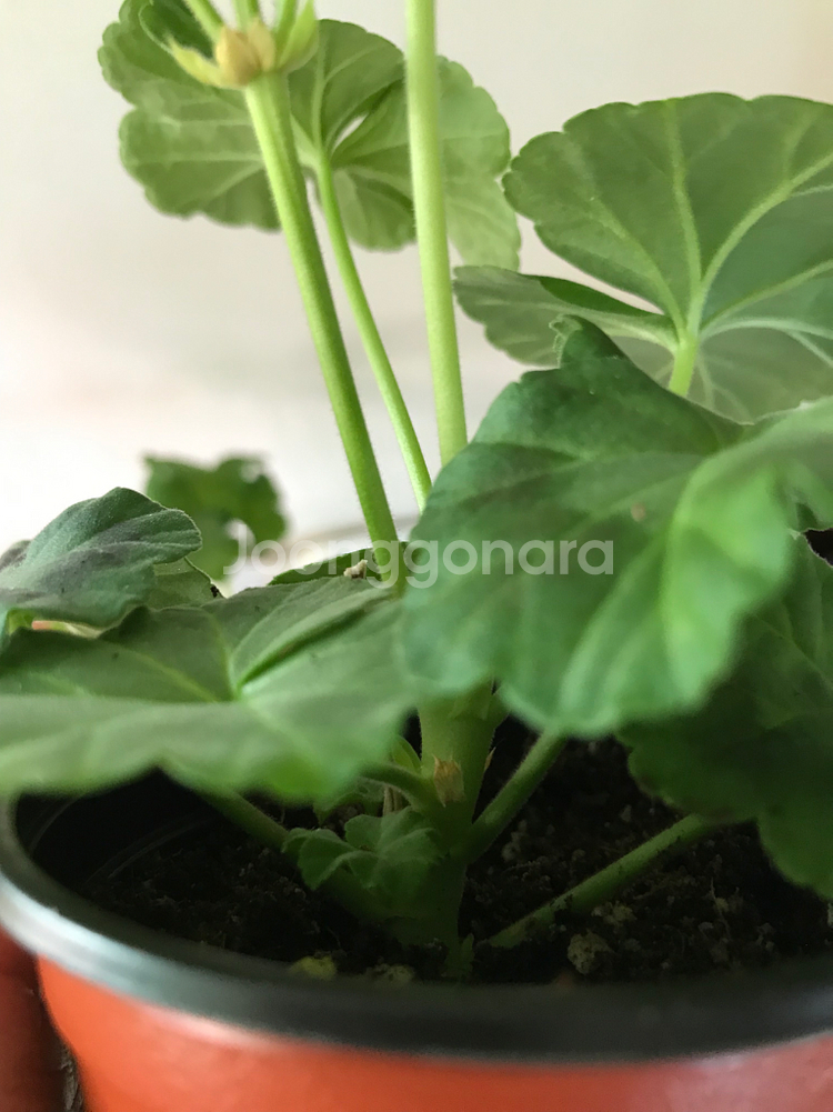 메를레종2 yuz안데르센 러시아 제라늄--3