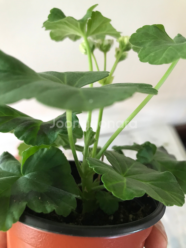 메를레종2 yuz안데르센 러시아 제라늄--4