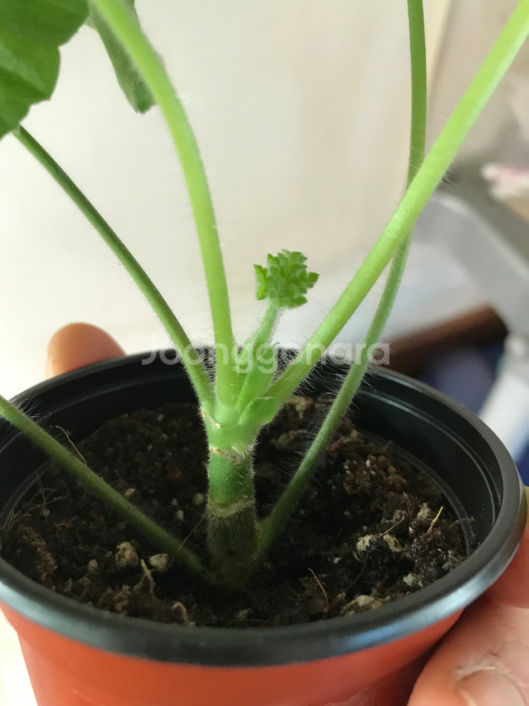 메를레종2 yuz안데르센 러시아 제라늄--2