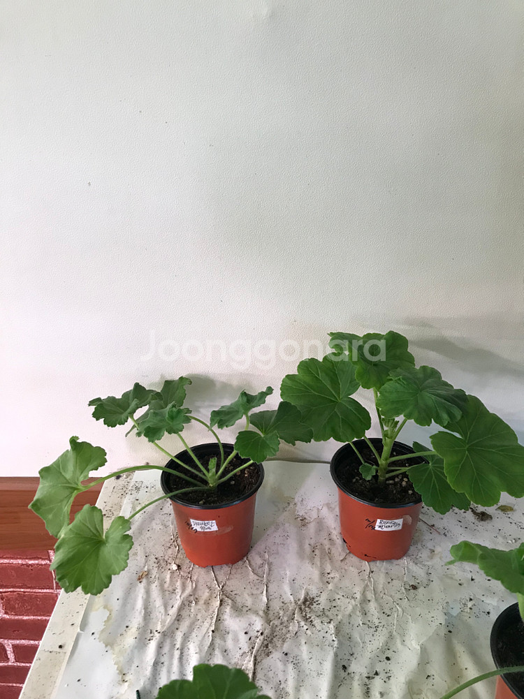 se마리샹탈 프린세스 필리파 러시아 제라늄--1