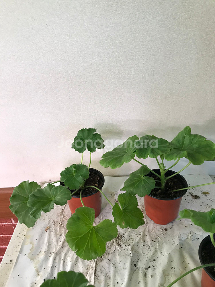 se마리샹탈 프린세스 필리파 러시아 제라늄--0