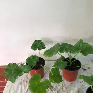 se마리샹탈 프린세스 필리파 러시아 제라늄