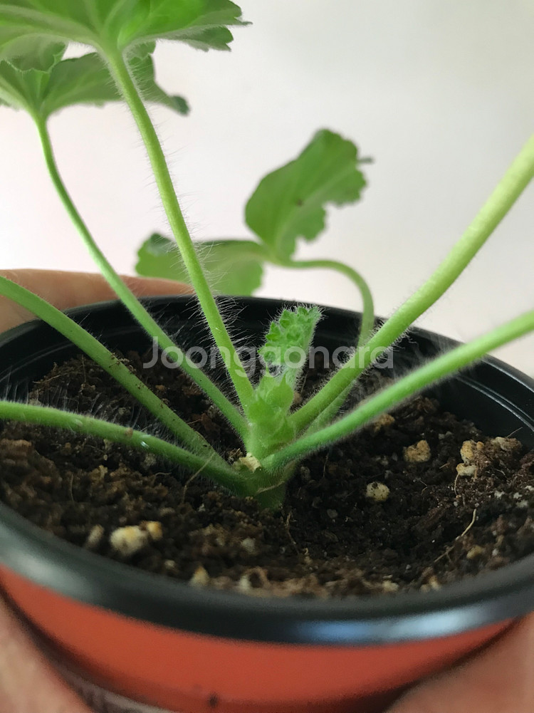 se마리샹탈 프린세스 필리파 러시아 제라늄--2