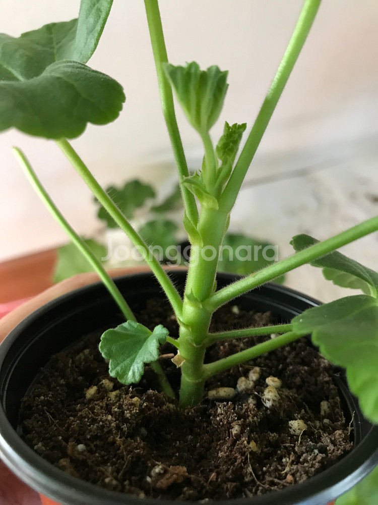 se마리샹탈 프린세스 필리파 러시아 제라늄--3