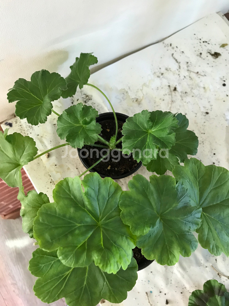 se마리샹탈 프린세스 필리파 러시아 제라늄--4