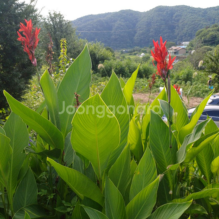 칸나구근 판매--3